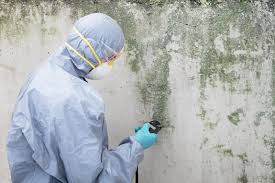 Best Water Damage & Mold Remediation in USA